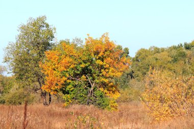 bir sonbahar korusu doğal görünümü