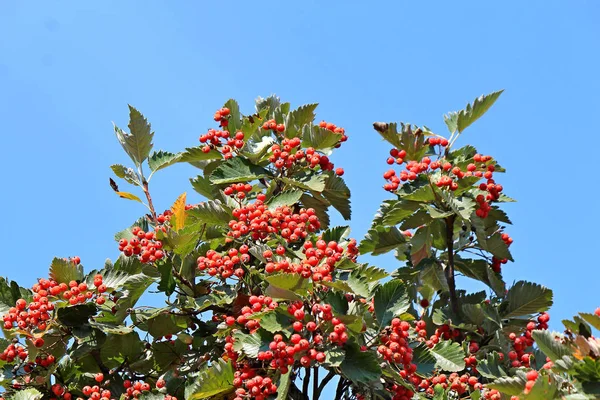 Rowan... — Fotografia de Stock