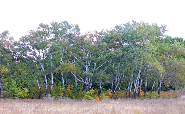 Vista panorámica de una arboleda de otoño —  Fotos de Stock