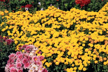 Yaz parkında çiçek isyan