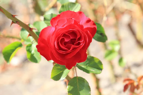 Hermosas flores en el parque de verano —  Fotos de Stock