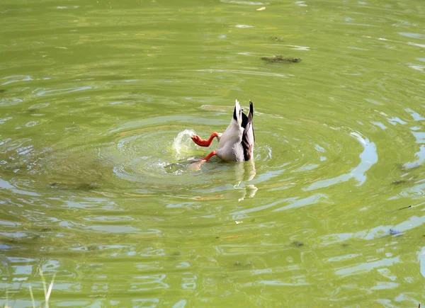 Ente auf Nahrungssuche — Stockfoto