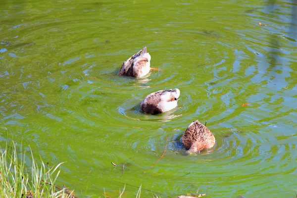 Ente auf Nahrungssuche — Stockfoto