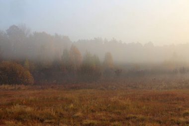 Sisli sonbahar çayırında yapayalnız bir çalı.