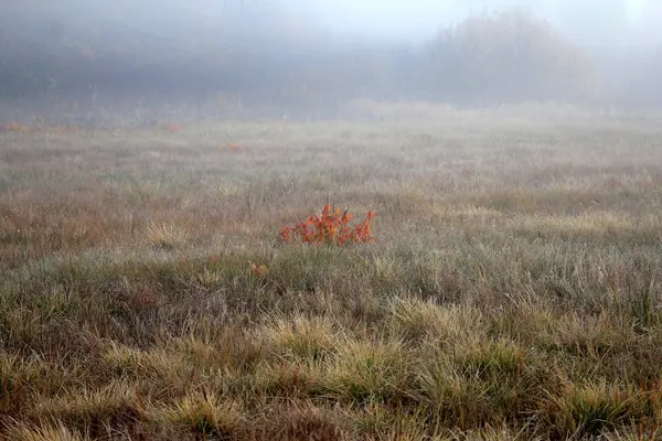 Osamělý keř na zamlžené podzimní louce — Stock fotografie