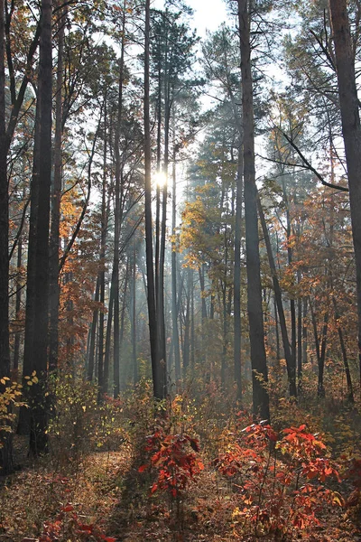 Východ slunce v jasném podzimním lese — Stock fotografie