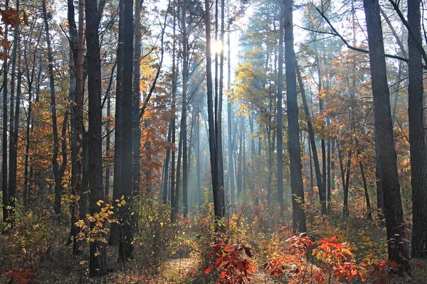 Sunrise in bright autumn forest — Stock Photo, Image