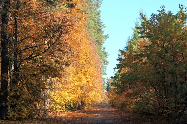 Μονοπάτι στο δάσος του φθινοπώρου καλυμμένο με πεσμένα φύλλα — Φωτογραφία Αρχείου