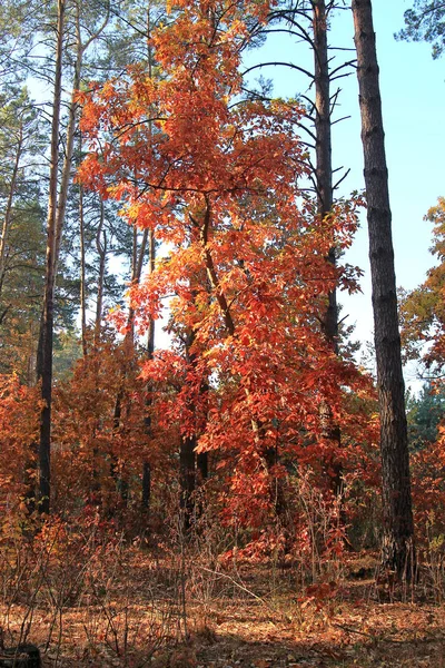 Bright maple in the autumn forest — Stock Photo, Image