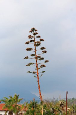 Türkiye 'de alışılmadık egzotik güney ağacı