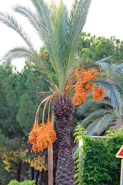 Egzotyczne palmy owocowe w Turcji — Zdjęcie stockowe