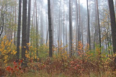 Sonbahar ormanında parlak renkler