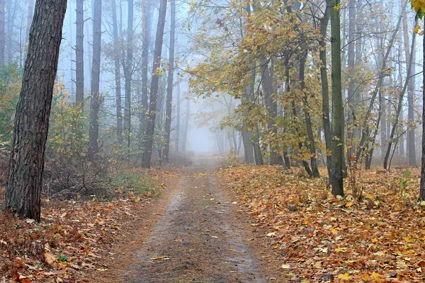 Forest road in autumn foggy morning — Stock Photo, Image