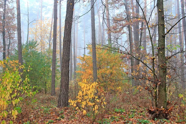 Sonbahar ormanında parlak renkler — Stok fotoğraf