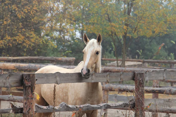 Belo cavalo loiro no treino matinal — Fotografia de Stock