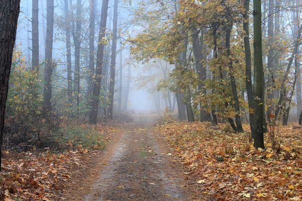 forest road in autumn foggy morning
