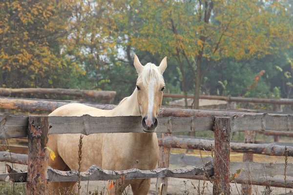 Krásný blondýny kůň na ranní cvičení — Stock fotografie