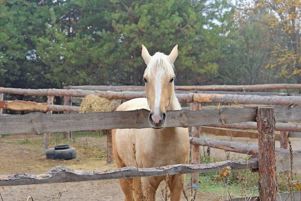 Hermoso caballo rubio en el entrenamiento de la mañana — Foto de Stock