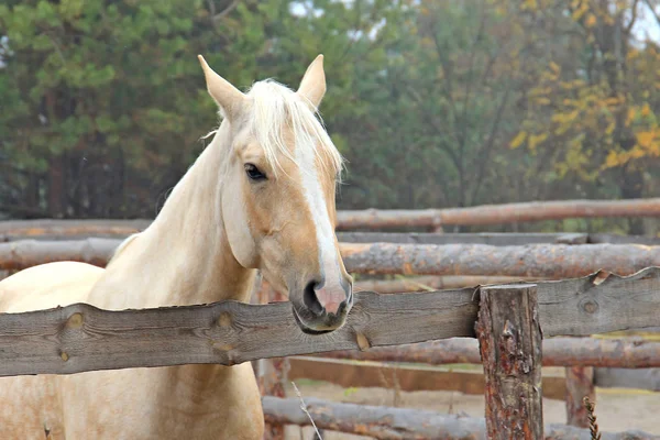 Hermoso caballo rubio en el entrenamiento de la mañana —  Fotos de Stock