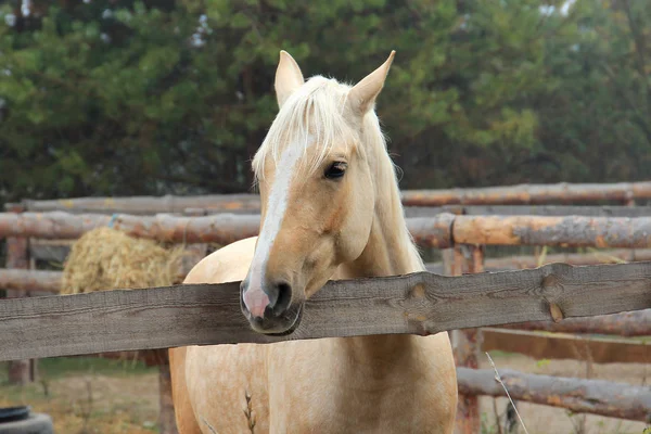 Hermoso caballo rubio en el entrenamiento de la mañana — Foto de Stock