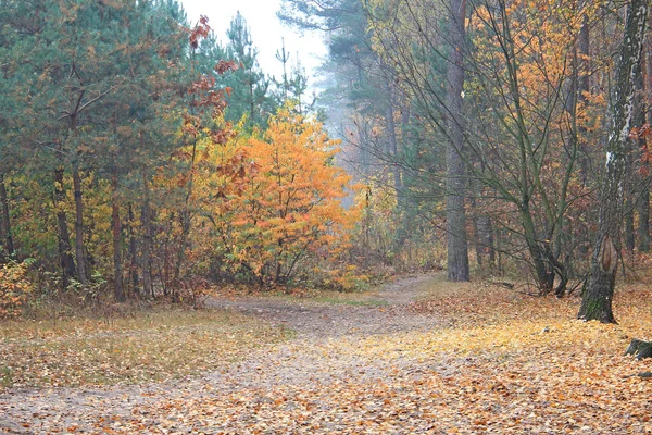 Δασικός δρόμος το φθινόπωρο ομιχλώδης πρωί — Φωτογραφία Αρχείου