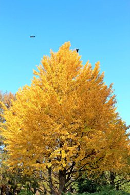 Parkta parlak sonbahar renkleri