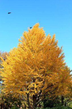 Parkta parlak sonbahar renkleri