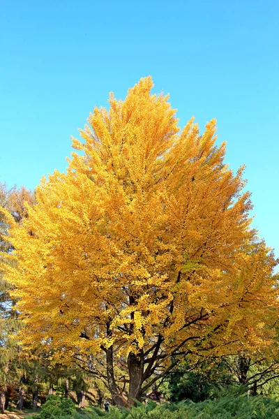 Parkta parlak sonbahar renkleri