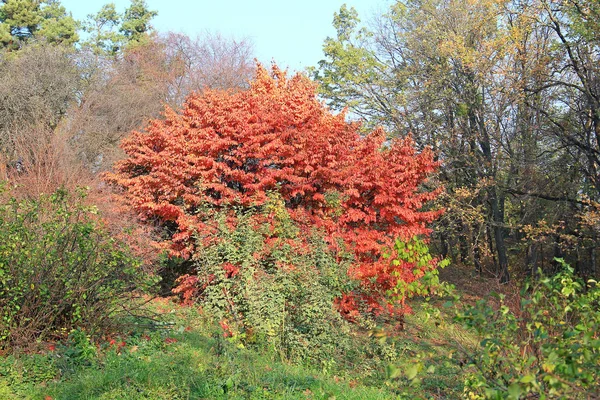 Яркие осенние цвета в парке — стоковое фото