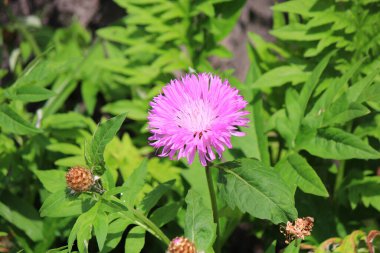 Parlak çiçeklerin bahar çiçekleri.