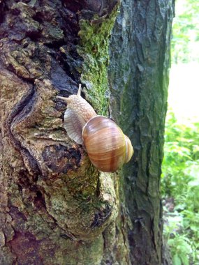 Büyük salyangoz uzun bir ağaçta seyahat eder.