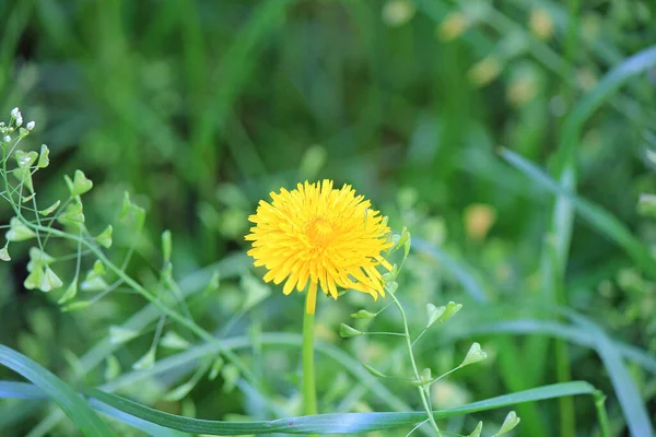 Löwenzahnblüte Garten — Stockfoto