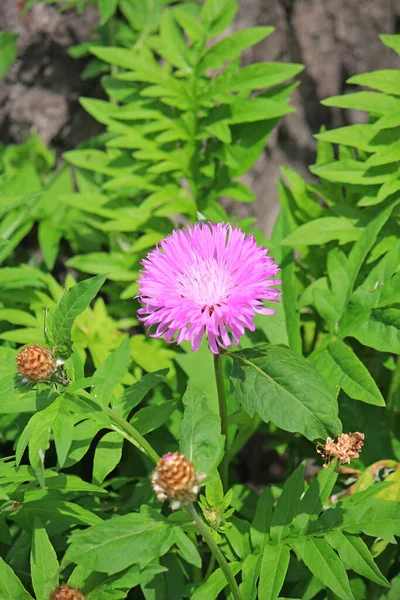 Parlak çiçeklerin bahar çiçekleri.