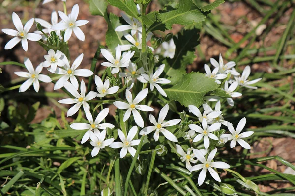 Lente Bloei Van Heldere Bloemen — Stockfoto