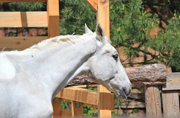 Cavalo Triste Que Quer Correr Livre Albino — Fotografia de Stock