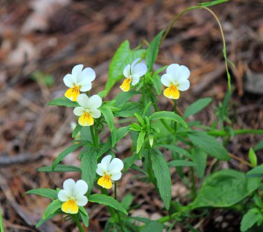 Parlak çiçeklerin bahar çiçekleri.