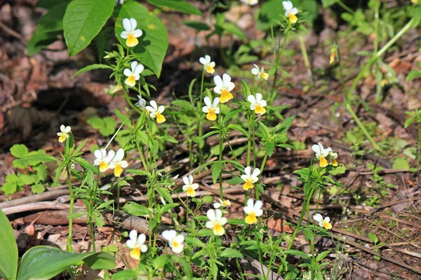 Parlak çiçeklerin bahar çiçekleri.
