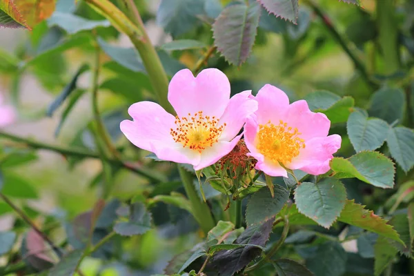 Frühjahrsblüte Der Hellen Blumen — Stockfoto