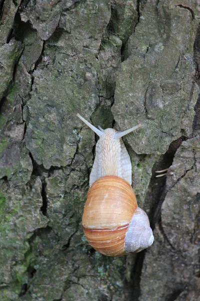 Large Snail Travels Tall Tree — Stock Photo, Image