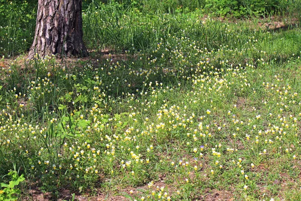 在树林里盛开的春花 — 图库照片