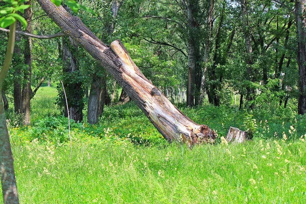 Folgen Eines Schweren Hurrikans Einem Stadtpark — Stockfoto