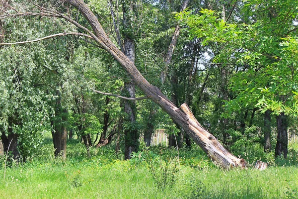 Folgen Eines Schweren Hurrikans Einem Stadtpark — Stockfoto