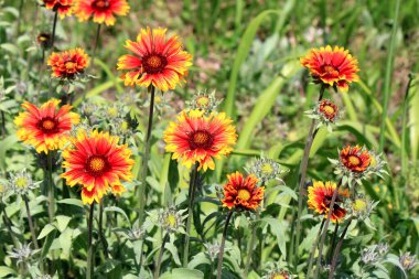Parkta bahar çiçekleri açıyor.