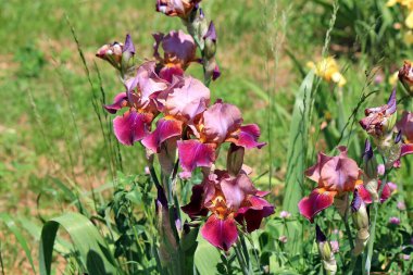 Parkta bahar çiçekleri açıyor.