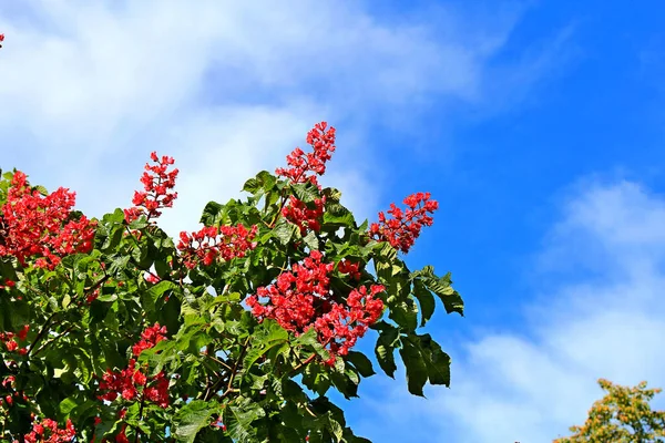 Colori Vivaci Dell Autunno Nell Orto Botanico Kiev — Foto Stock