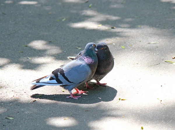 Amour Printanier Baisers Pigeons — Photo