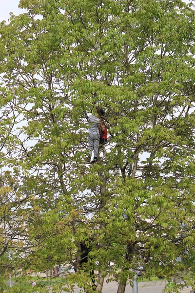 Cita Romántica Árbol Alto —  Fotos de Stock