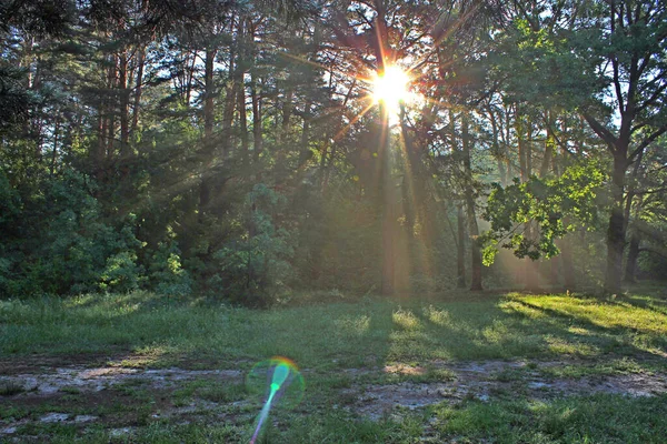 Wild Forest Rays Rising Sun — Stock Photo, Image