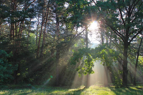 Wild Forest Rays Rising Sun — Stock Photo, Image