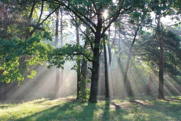 Güneşin doğuşundaki vahşi orman
